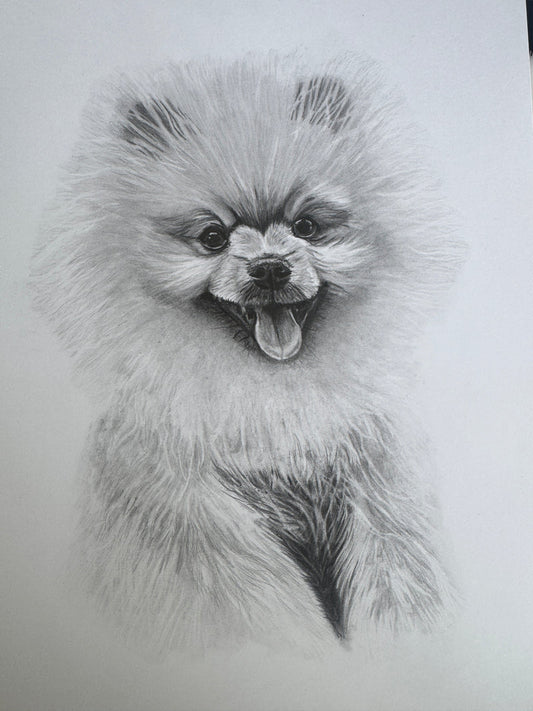 Example pencil commission: Koko