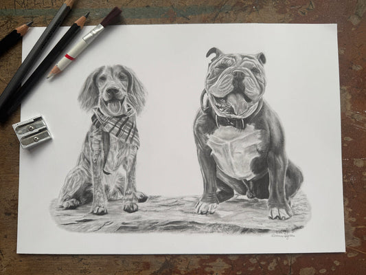Example pencil commission: spaniel and bulldog