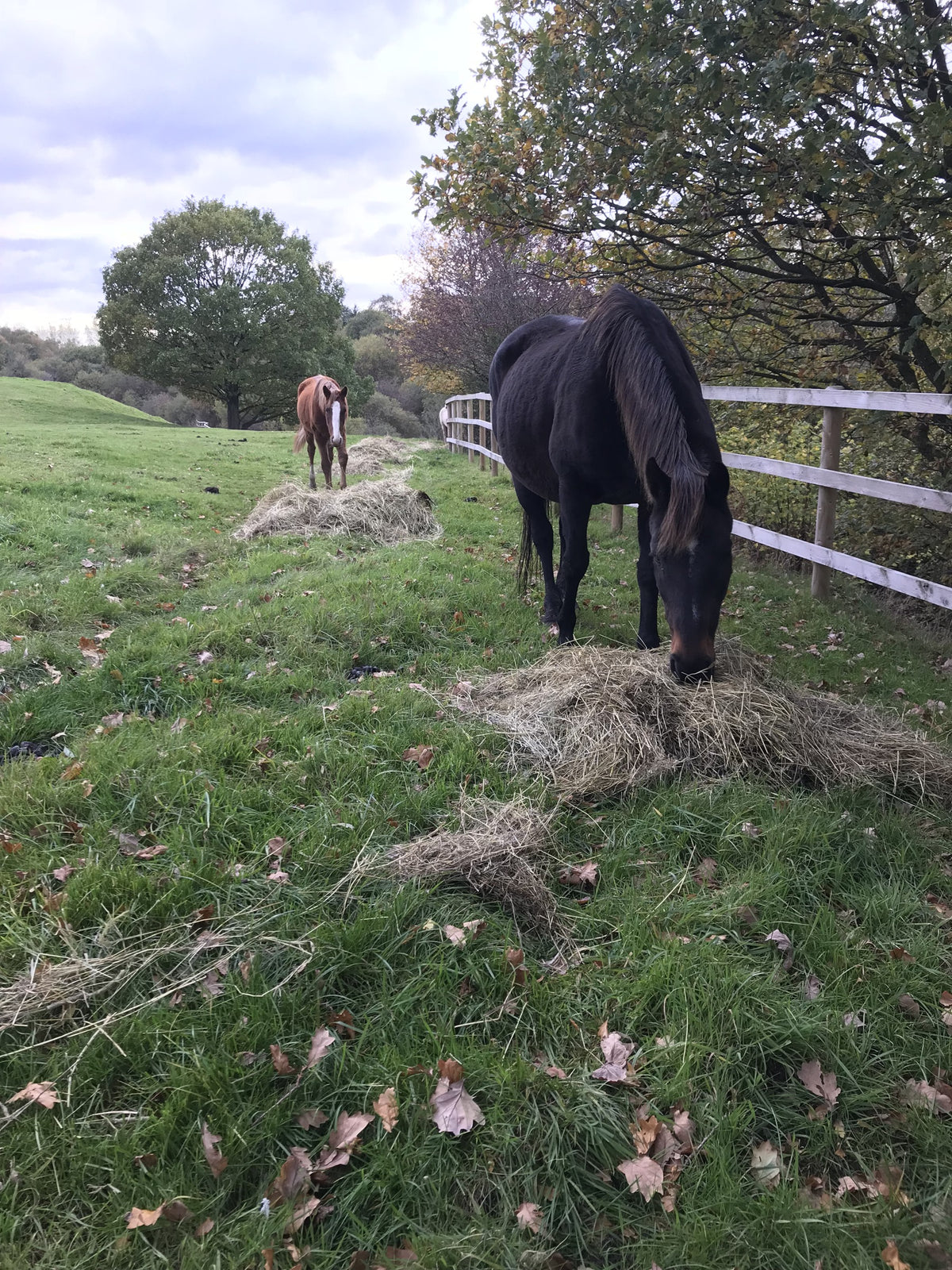 Two horses eating hay in a paddock, from Leeanne Dignan’s photographs accompanying her tribute to Cregclare Jasmine