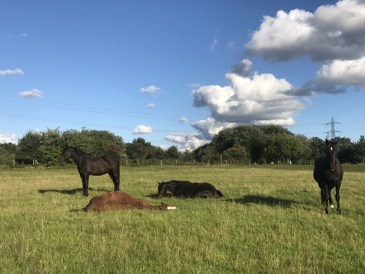 Horses resting together in a field, from Leeanne Dignan’s photographs accompanying her tribute to Cregclare Jasmine