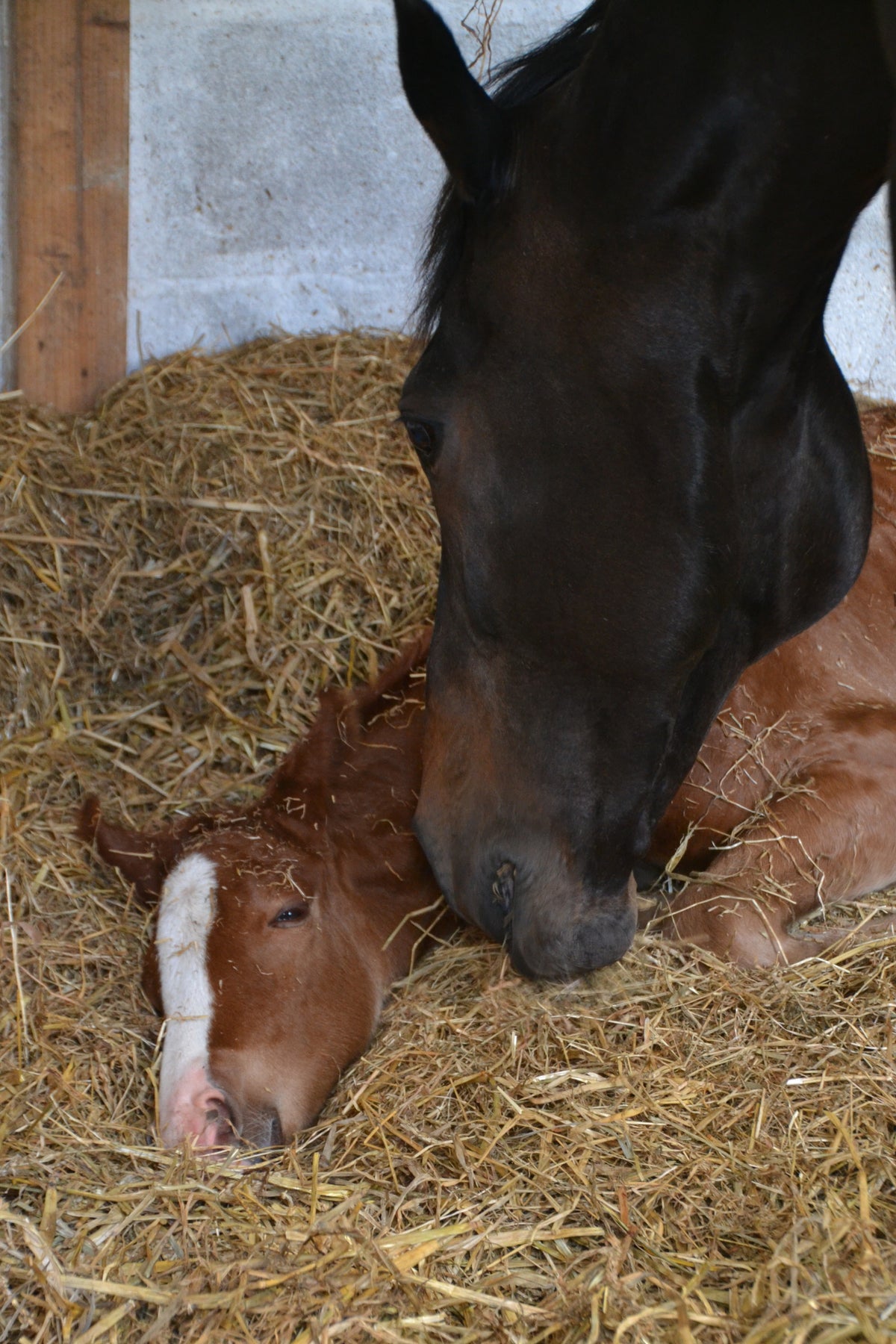 Cregclare Jasmine nuzzling her resting foal in the stable, from Leeanne Dignan’s personal photographs