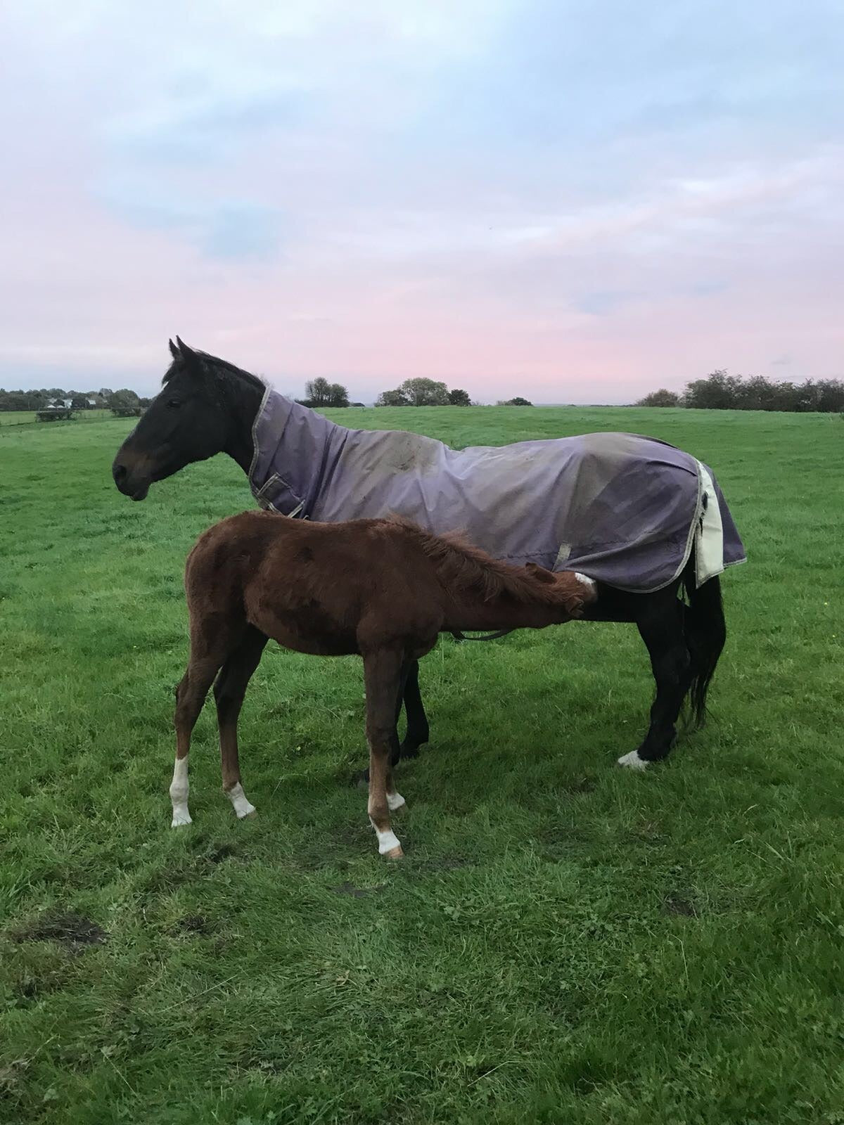 Cregclare Jasmine with her foal in a field beneath a pink evening sky